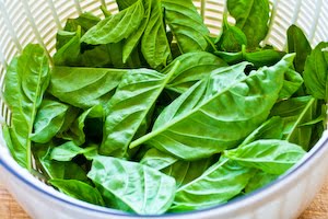 [summer-squash-salad-basil-kalynskitchen.jpg]