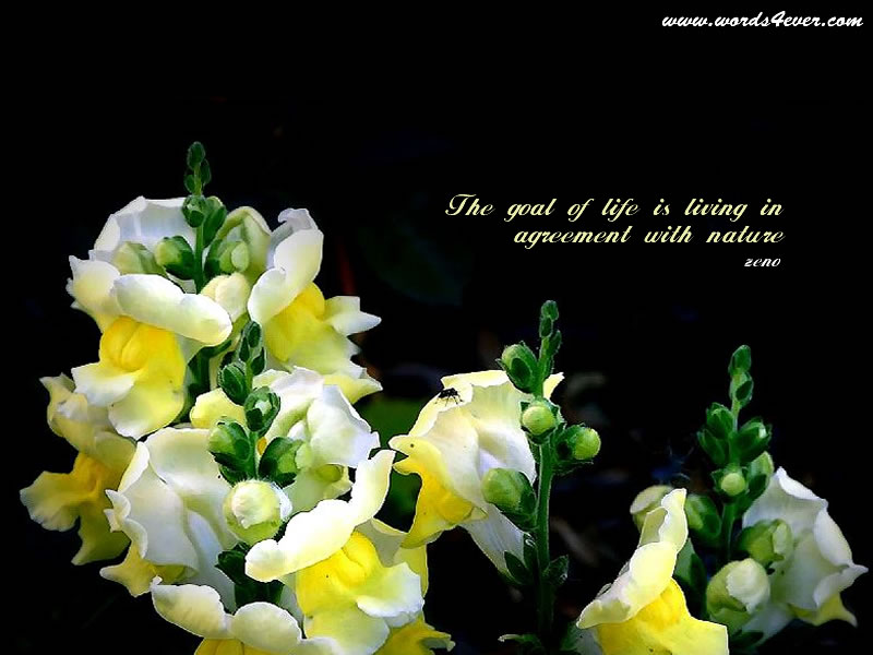 wallpapers of quotes on life. beautiful quotes on life