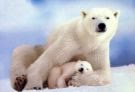 Polar bears!