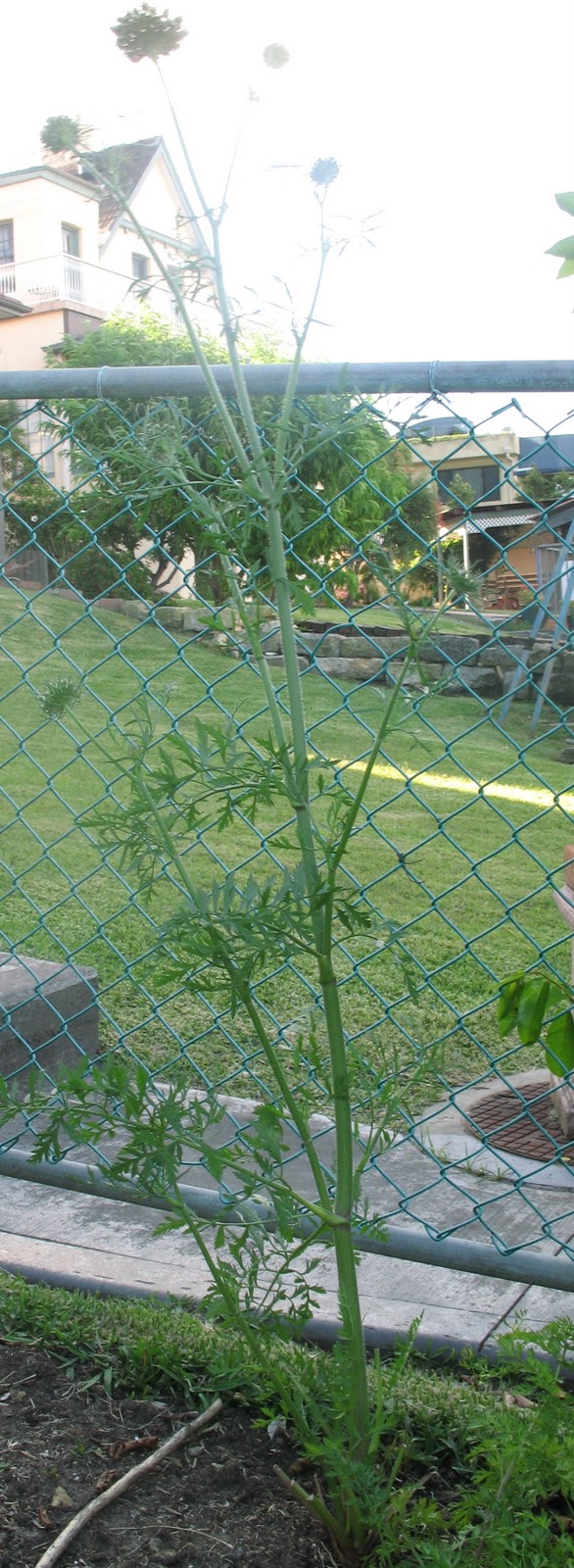 bearded-dragon-carrots-uk