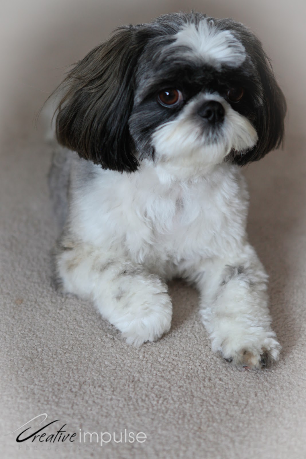 siberian husky shih tzu shih tzu husky mix breeds picture siberian husky shih tzu shih tzu husky mix breeds picture