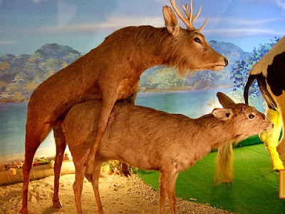 hidokan erotic museum hidokan erotic museum