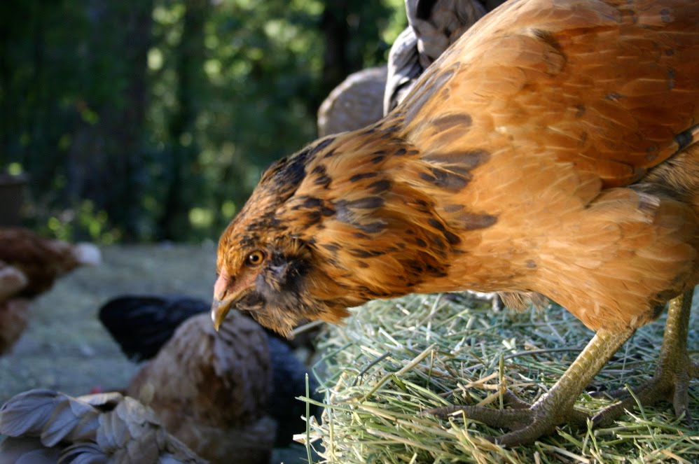 Seedyeggs Alfalfa, to Nourish and Entertain your Chickens