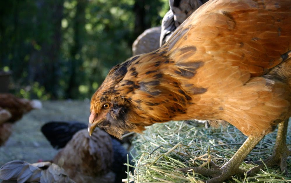 Seedyeggs Alfalfa, to Nourish and Entertain your Chickens