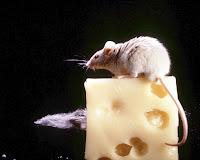 Rodents-Rats, Mice, Beavers * Squirrel Control