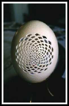 [Egg+Shell+1.bmp]