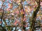Floş Ağacı(Chorisia Speciosa)