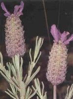 Karabaş Otunun Faydaları