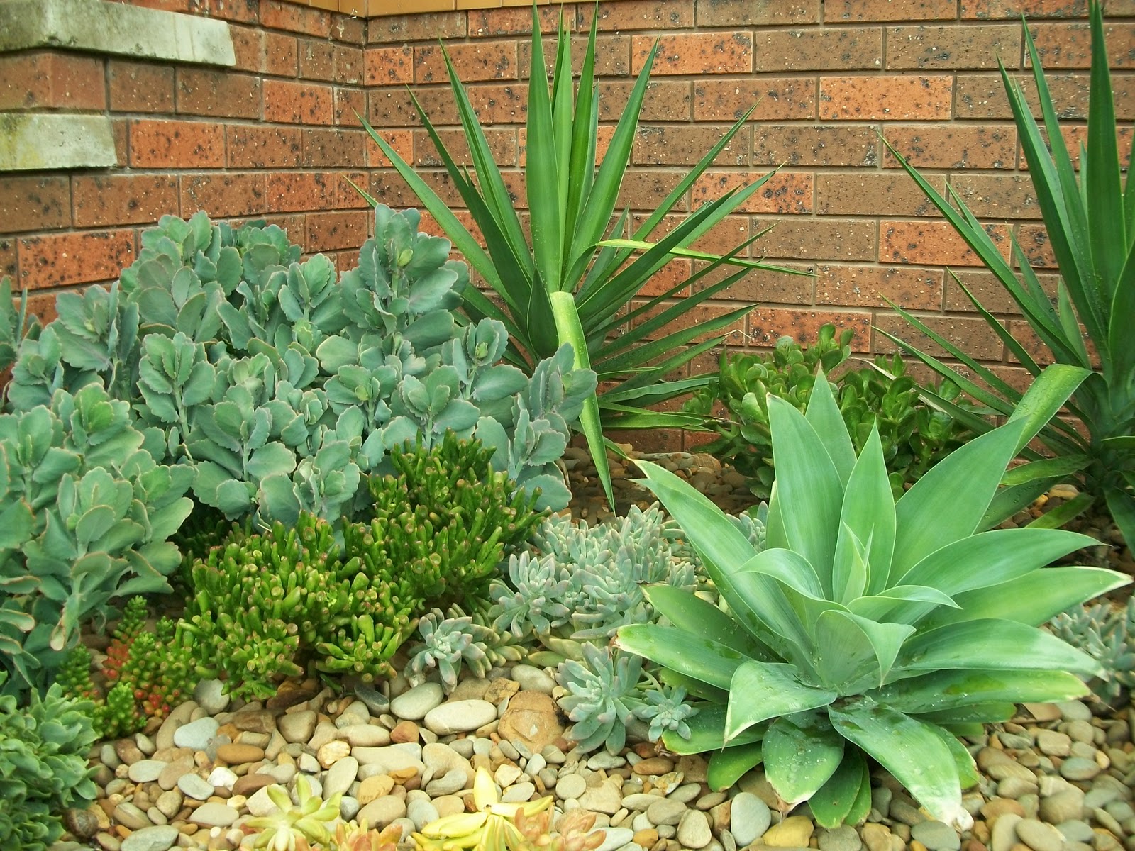 Al's Plants For Sale: A succulent garden bed I created for a friend!