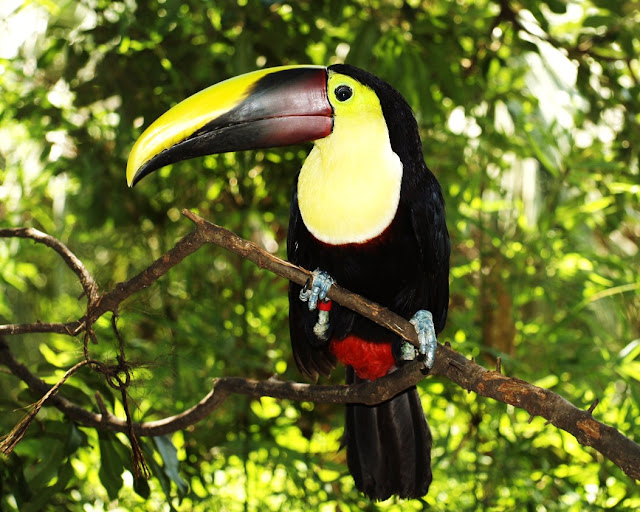 Toucans in Ecuador