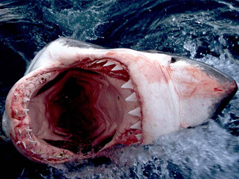 [jaws.jpg]