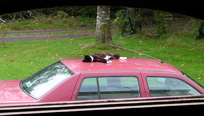 cat on car