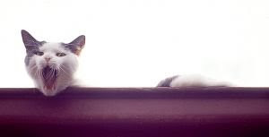 cat on roof