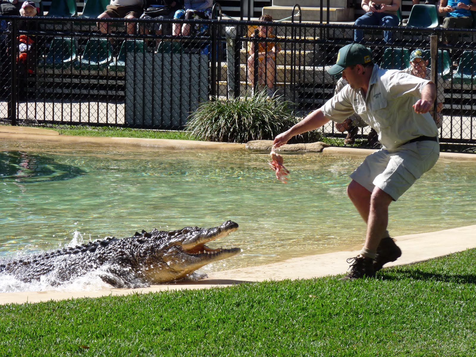 LLAMAS Y CANGUROS: AUSTRALIA ZOO - HOME OF THE CROCODILE HUNTER