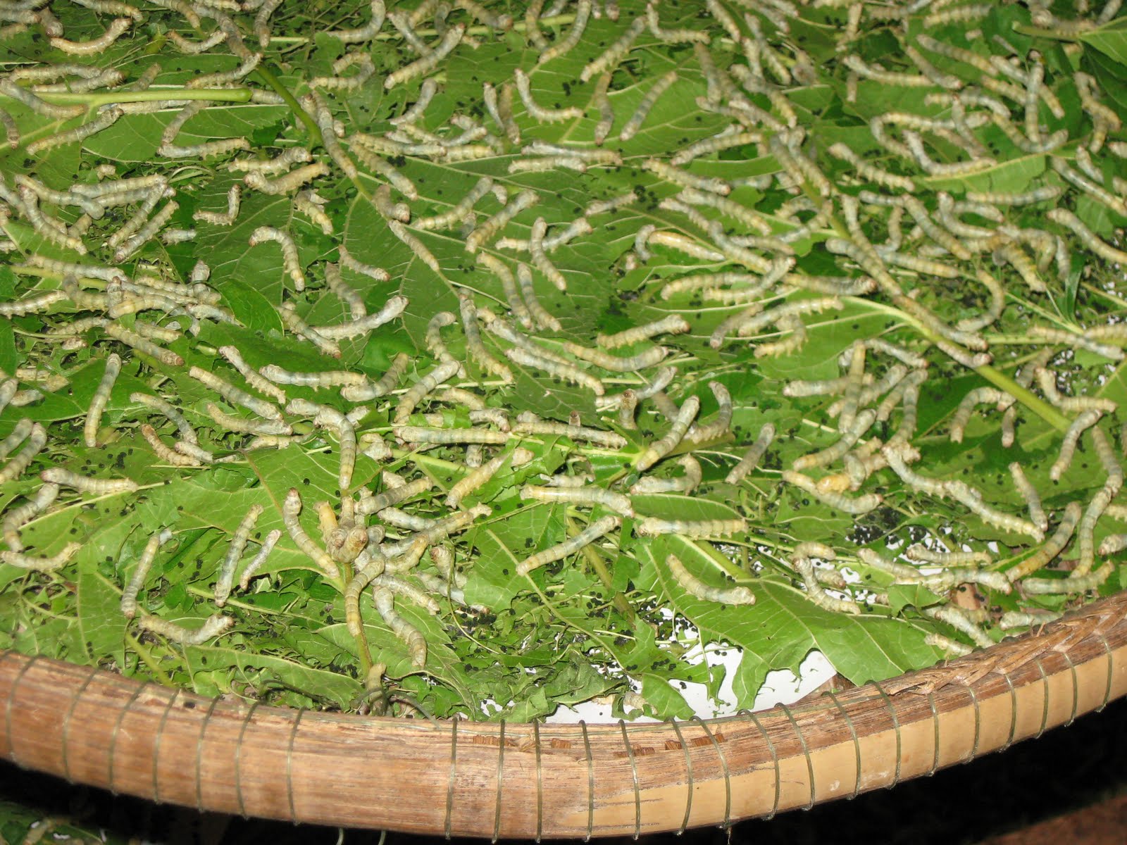 Silkworm Farm