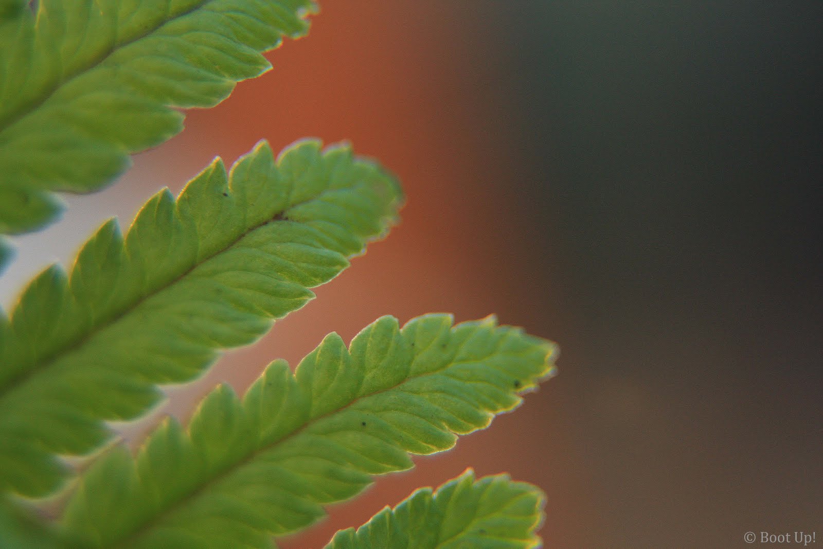 [fern1.jpg]