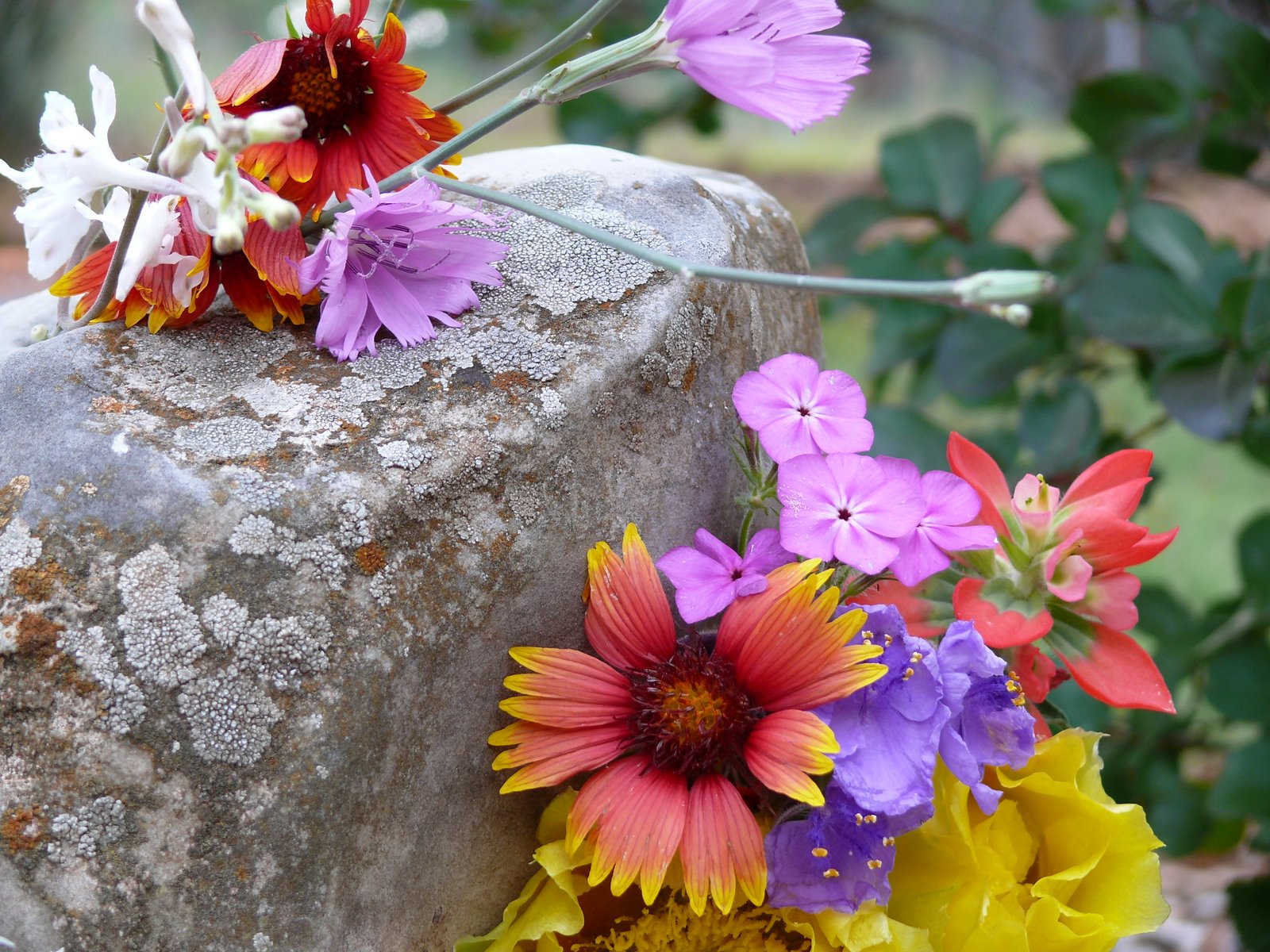 [Flowers+on+Rocks.JPG]