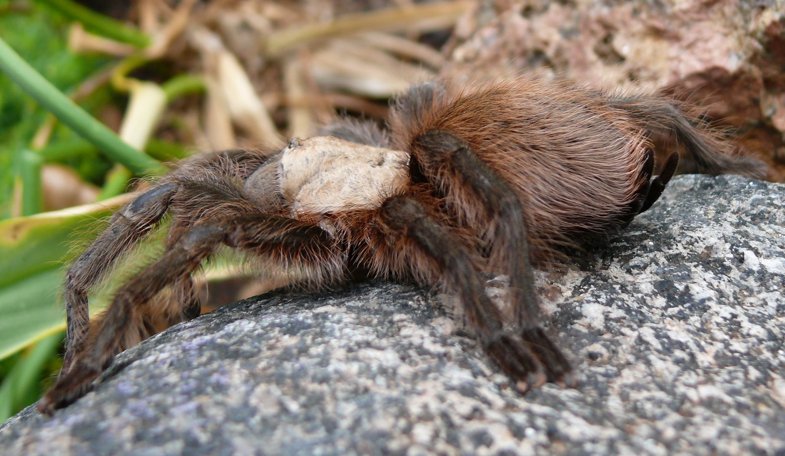 [Tarantula+Side.JPG]