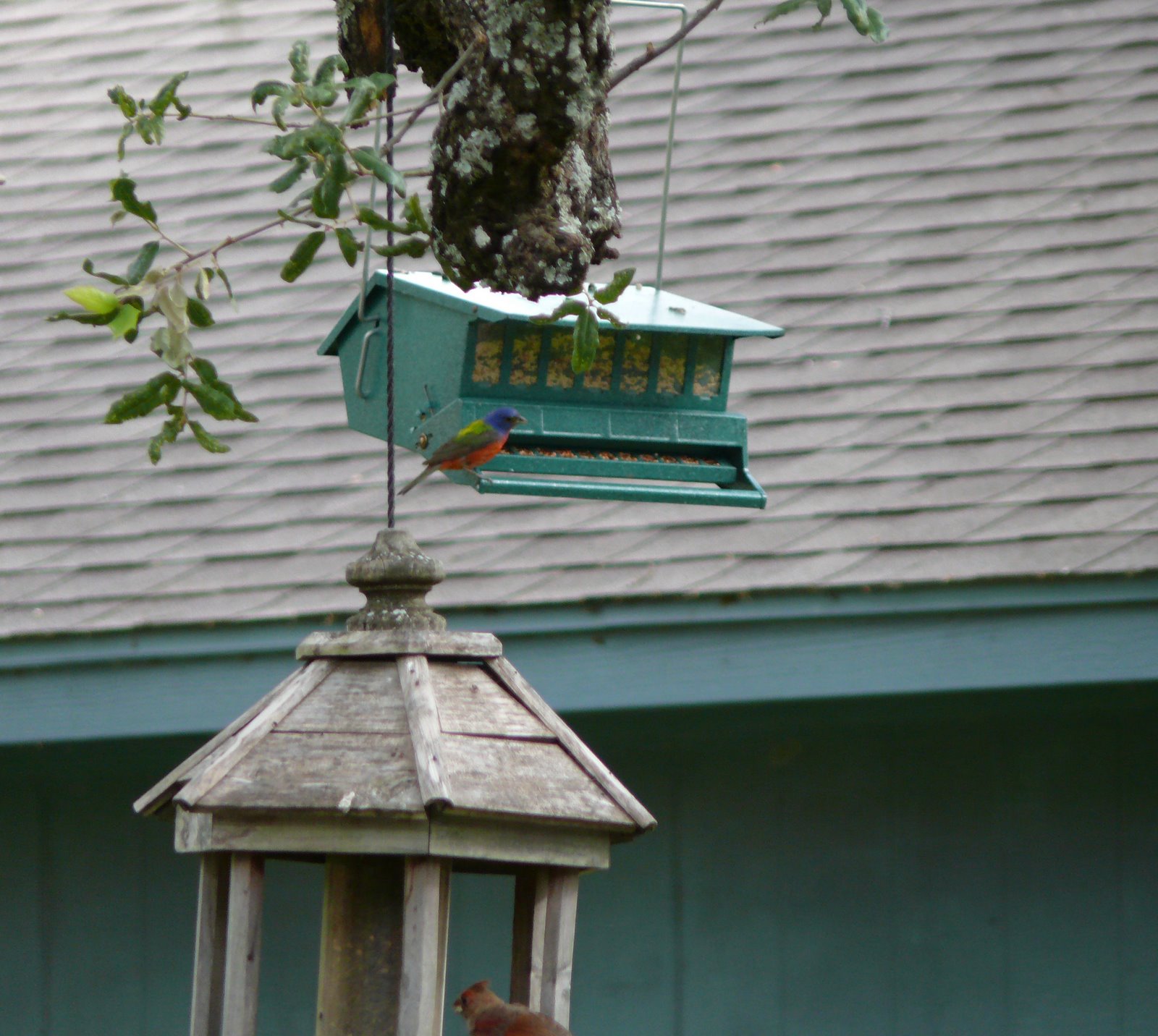 [Painted+Bunting+Male.JPG]