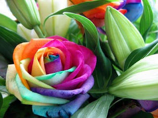 http://4.bp.blogspot.com/_sB2wThDpjDk/TE7o2GFHkcI/AAAAAAAABF0/cTyhbd1mmY8/s1600/flor_rara_1.jpg