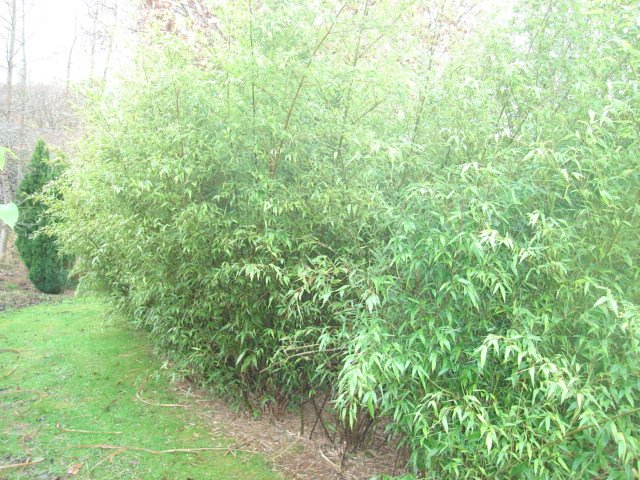 [DSC00672.JPG]