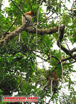 Kinabatangan River Proboscis Monkey Proboscis at Kinabatangan River
