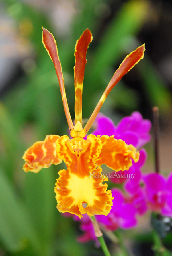 Rare Orchids