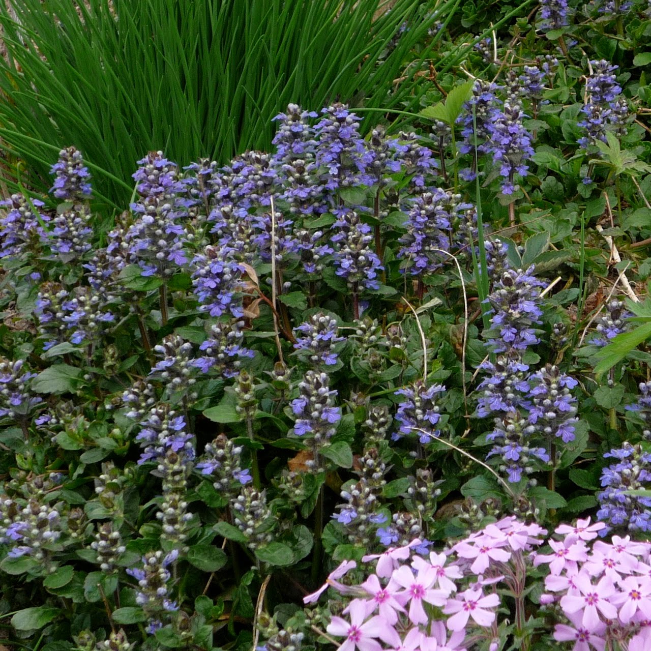 ontario gardeners anonymous perennials in my garden ontario gardeners anonymous perennials in my garden