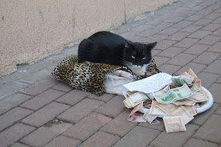 Begging cat on Russian street begging cat on street in Russia