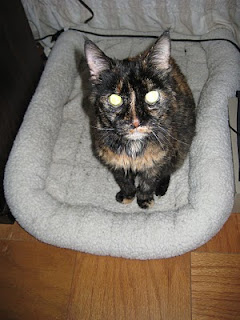 Vixen sitting in her bed Vixen sitting in her bed