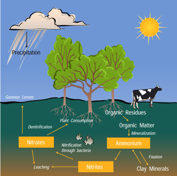 nitrogen water nitrogen cycle water cycle animation. nitrogen water nitrogen cycle