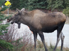 Same Moose