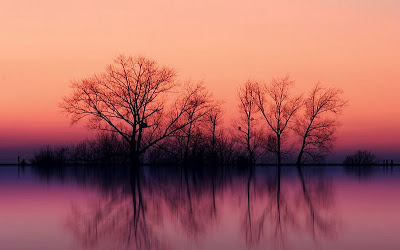 Tree At Dusk - Nature Photography Wallpaper trees photography, trees, river, river photography, lake, lake photography, nature photography, clouds photography, clouds, sky photography, unique photography, beauty photography, cool photography,