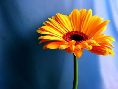 nature_photography_wallpaper_beauty_sunflower.jpg nature_photography_wallpaper_beauty_sunflower.jpg