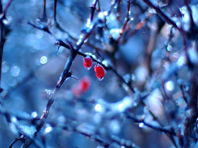 Cold After Rain - Nature Photography Wallpaper fresh photography, freshwater, rain photography, closeup photography, beauty photography, cool photography,