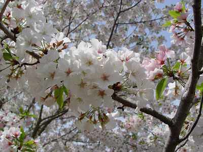 cherry tree blossoming. cherry tree blossom. cherry