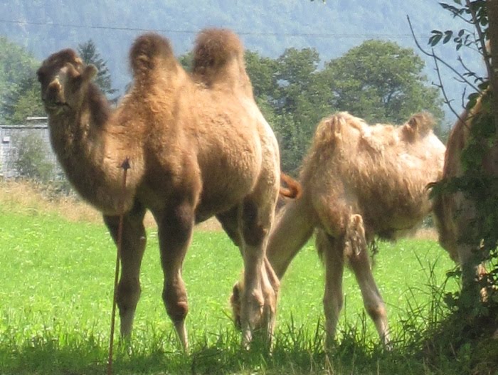 [05+camels.jpg]