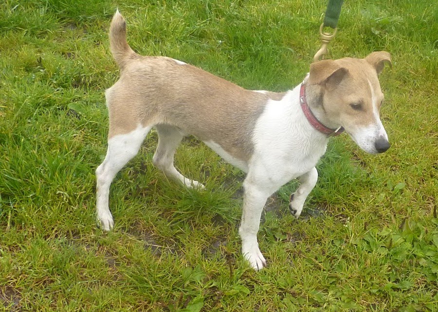 Pictures Of Italian Greyhound Jack Russell Mix | Dog Breeds Picture Pictures Of Italian Greyhound Jack Russell Mix | Dog Breeds Picture