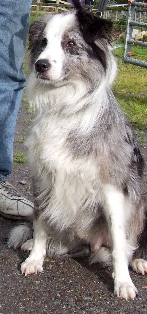 Merle+collie+lurcher