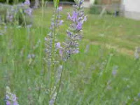 English Lavender