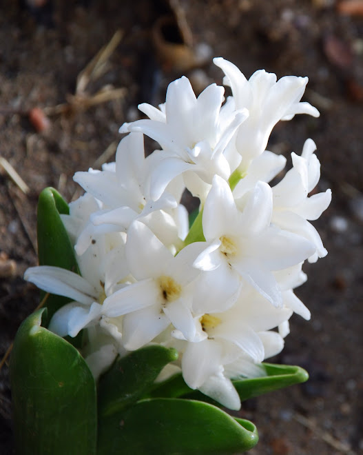 White Morning