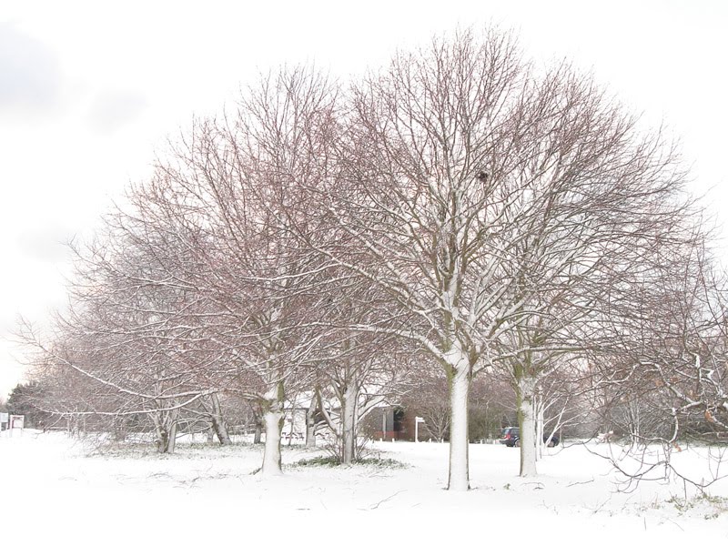 [Snowy+trees.jpg]