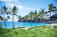 Coconut trees on Hawaiian beach