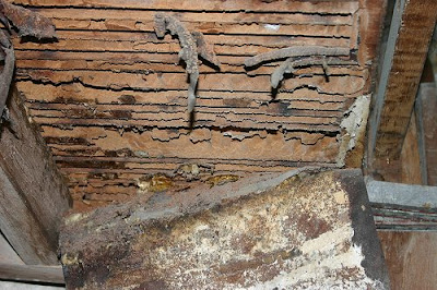 termite damage: Baclayon pipe termite damage: Baclayon pipe