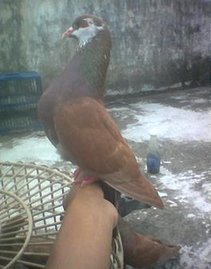 Merpati Tinggian