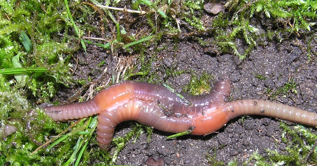 Earth INSECT EARTHWORM Information Images Life