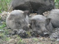 hogs cooling down