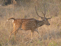 spotted deer - reminder of home