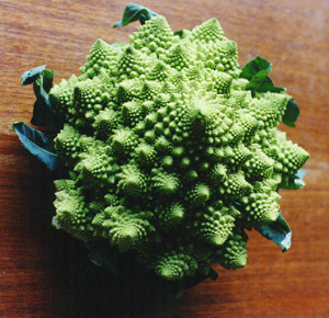 [broccoli.jpg]