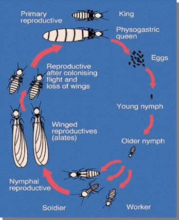 [termitas_clip_image004.jpg]